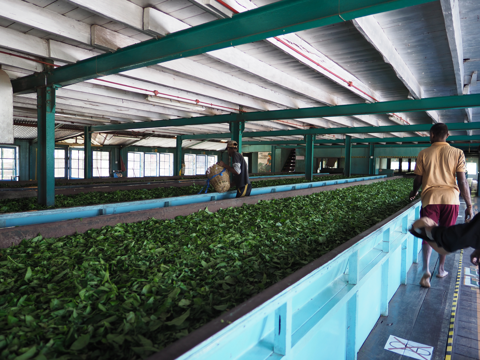 Glenloch Tea Factory の体験記と写真:画像14