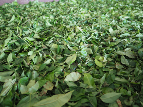 Glenloch Tea Factory の体験記と写真:画像15