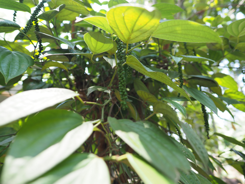 Regent spice garden の体験記と写真:画像14