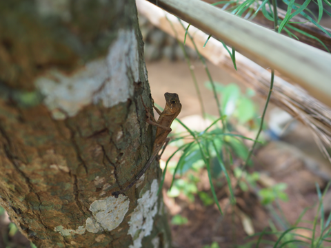 Regent spice garden の体験記と写真:画像15