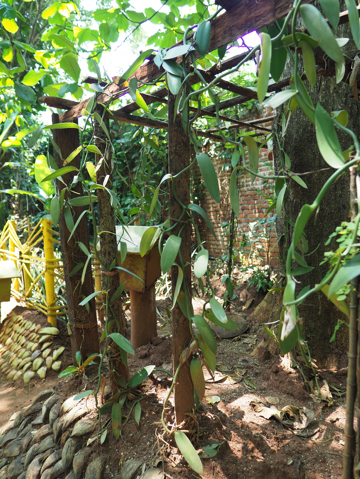 Regent spice garden の体験記と写真:画像19