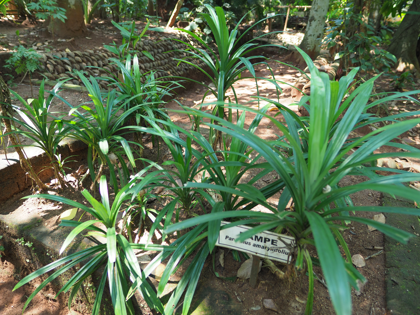 Regent spice garden の体験記と写真:画像20